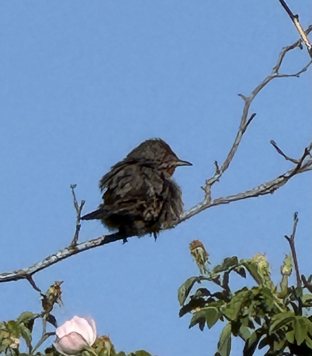 pěnice západní - ML644628853