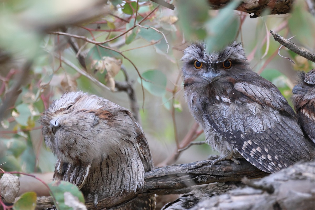 lelkoun soví - ML644628854