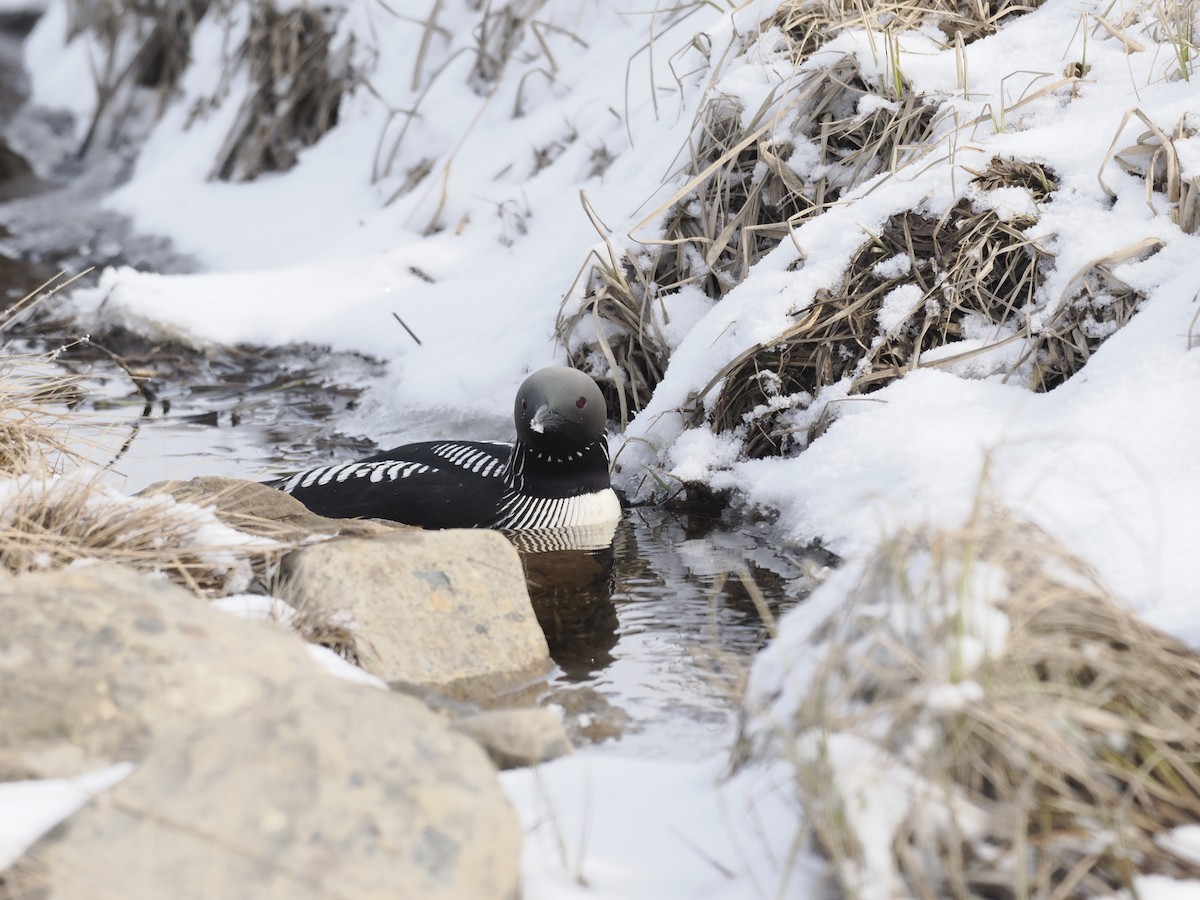 potáplice pacifická - ML644628855