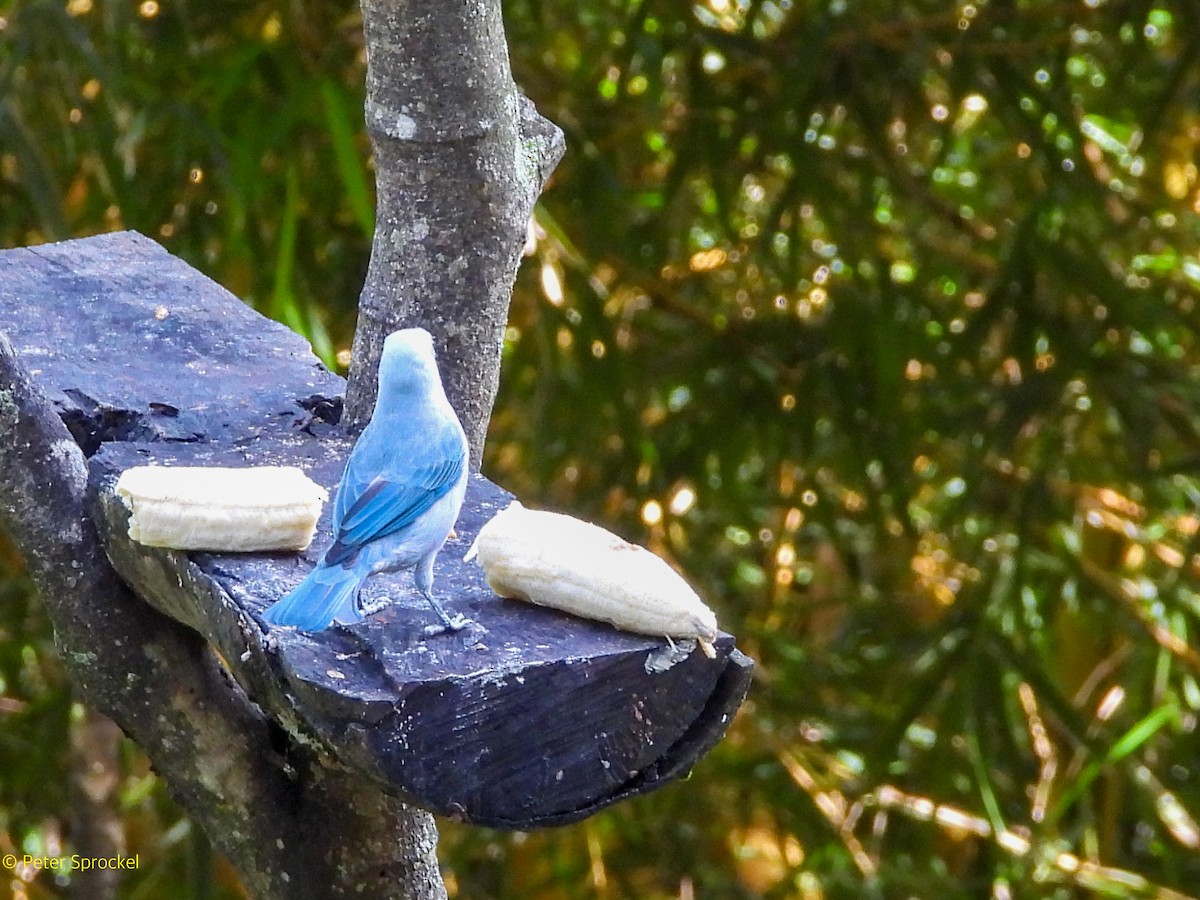 Blue-gray Tanager - ML644628856