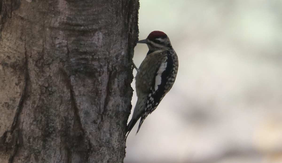 datel rudohrdlý - ML644628863