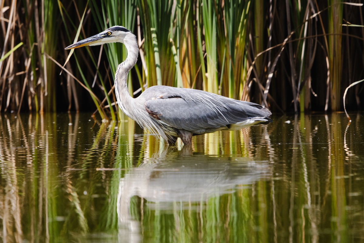 volavka velká - ML644628868