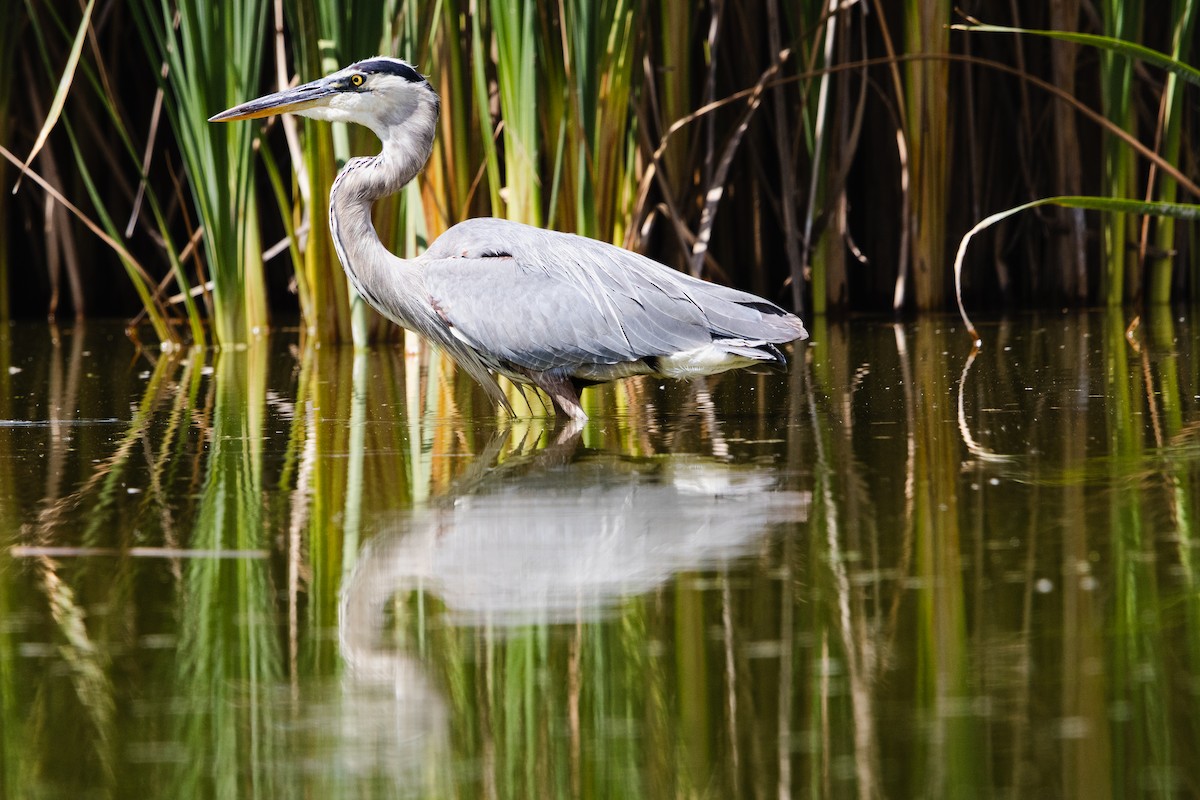 volavka velká - ML644628869