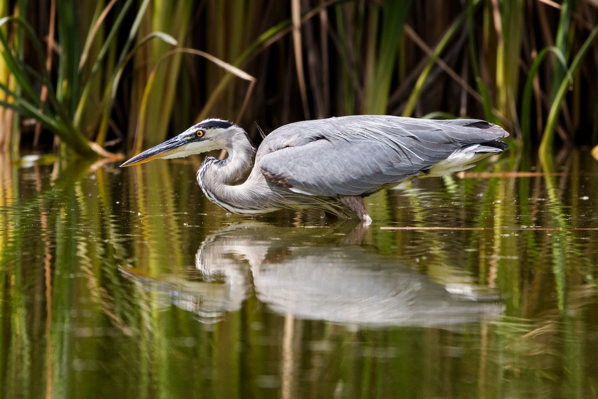 volavka velká - ML644628870