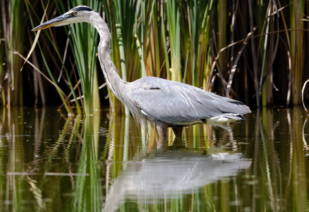 volavka velká - ML644628871