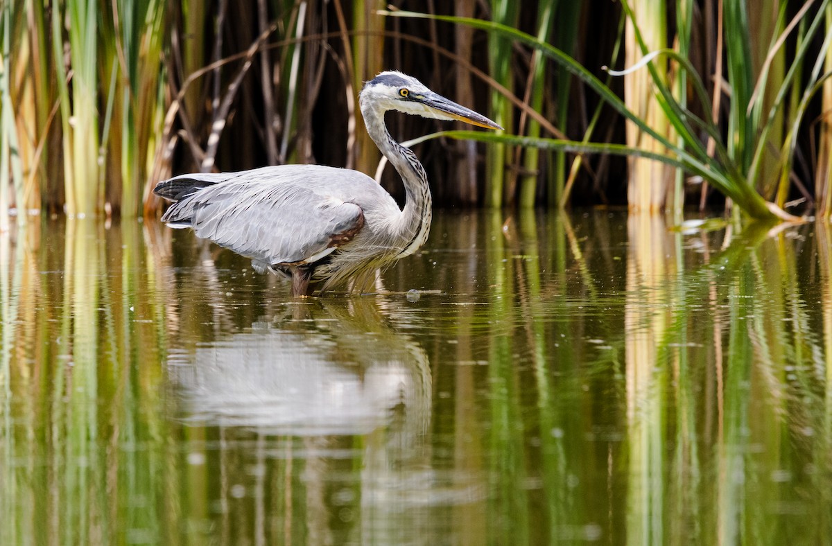 volavka velká - ML644628872