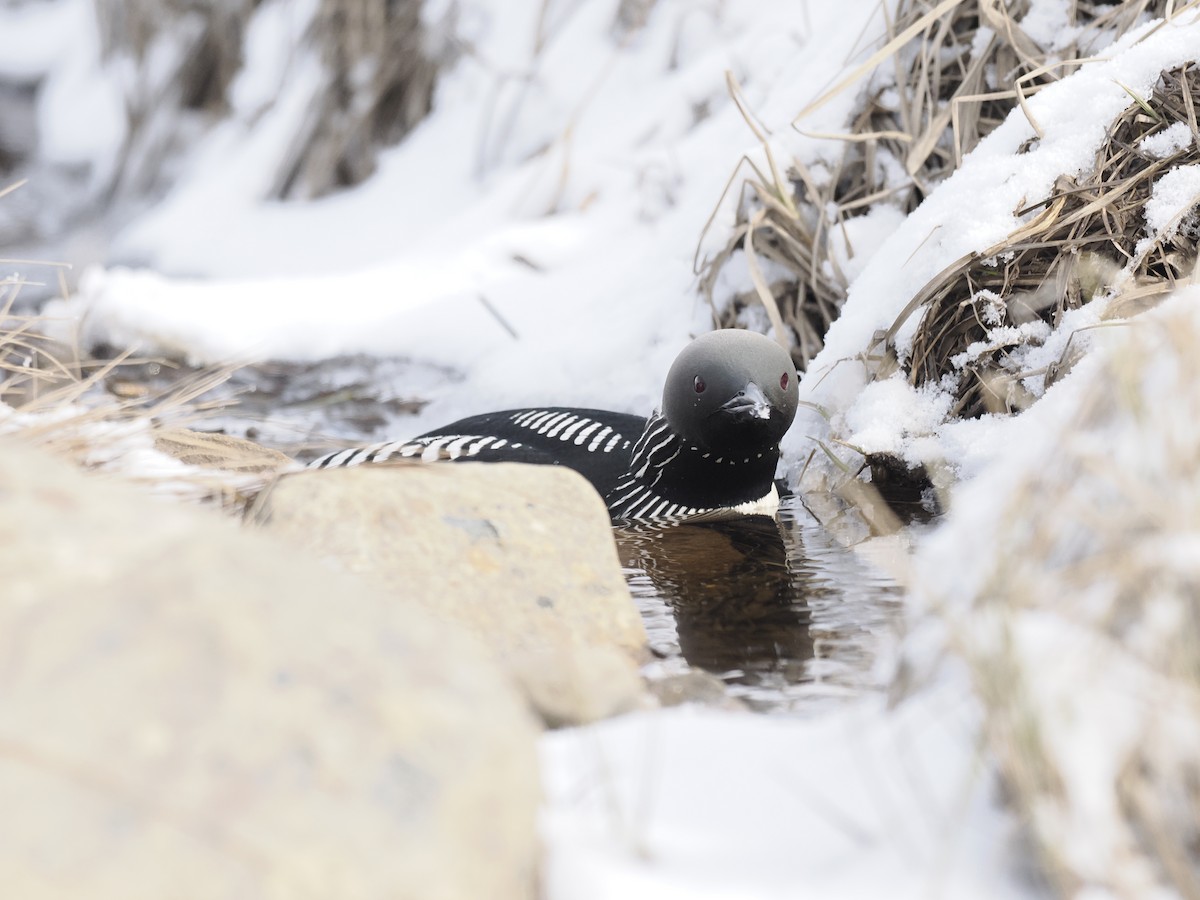 Pazifikoko aliota - ML644628878