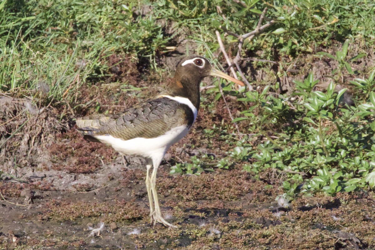 オーストラリアタマシギ - ML644628881