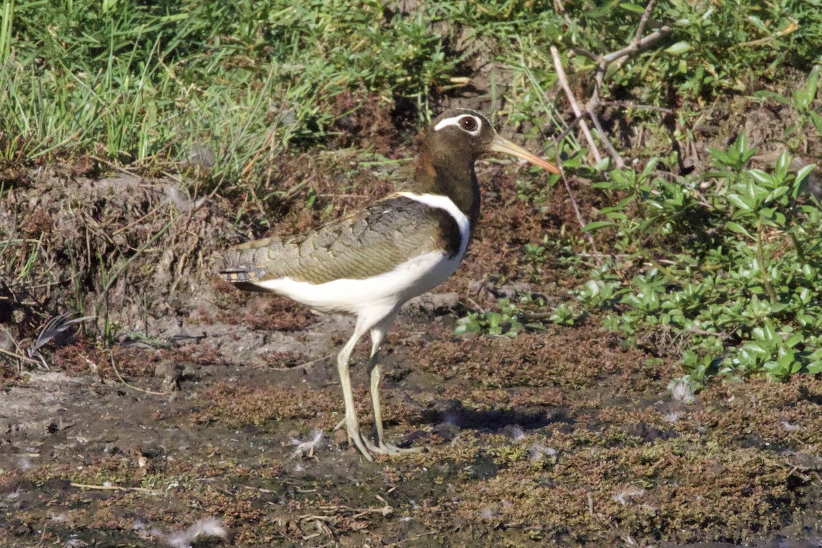 オーストラリアタマシギ - ML644628882