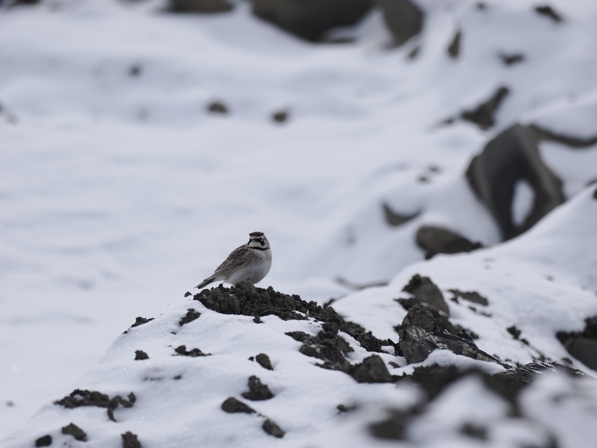 Horned Lark - ML644628884