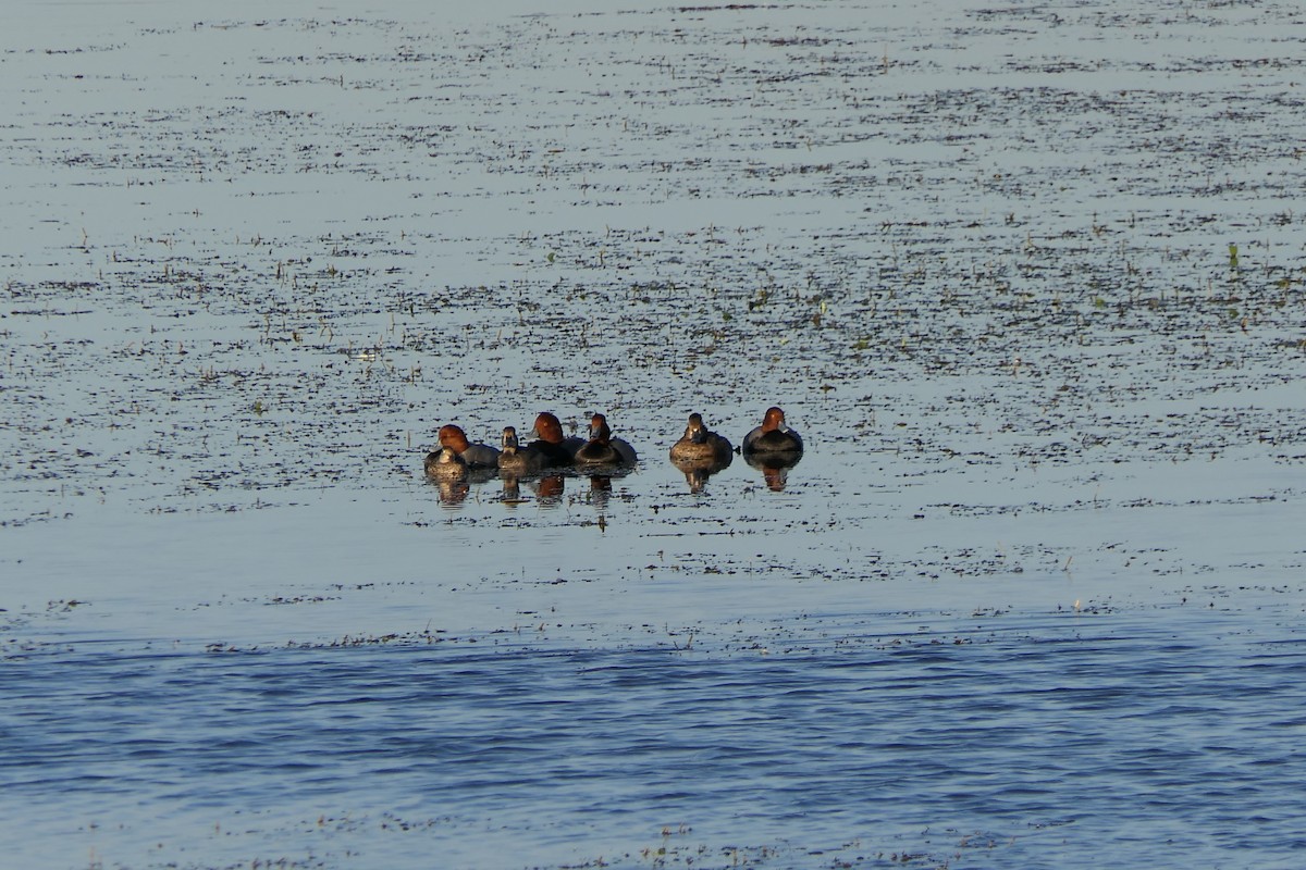 Redhead - ML644628890