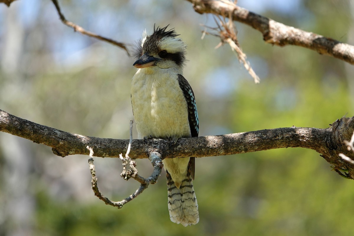 Laughing Kookaburra - ML644628893