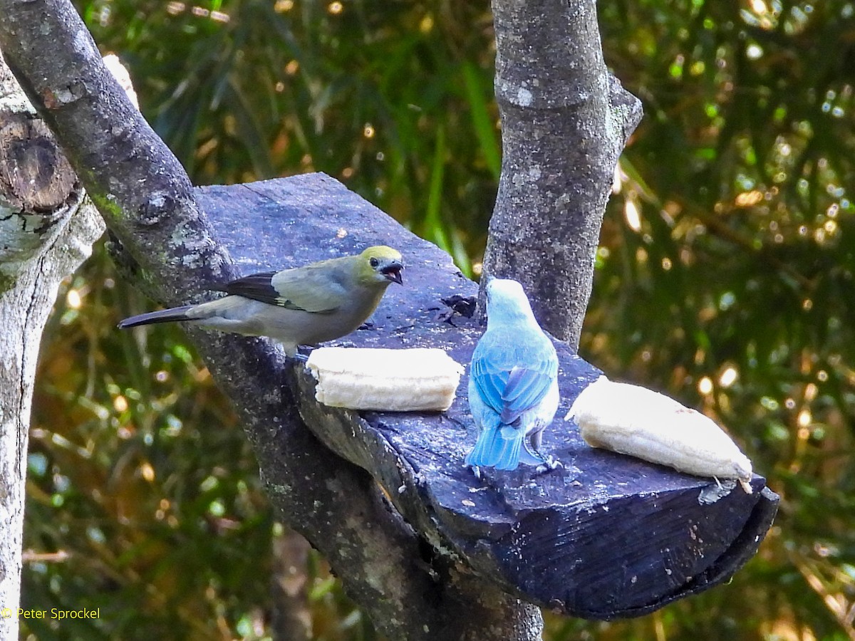 Palm Tanager - ML644628895