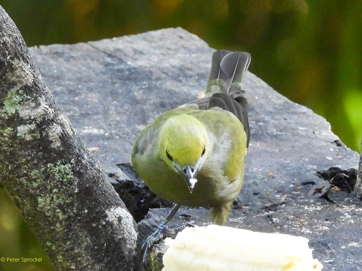 Palm Tanager - ML644628896