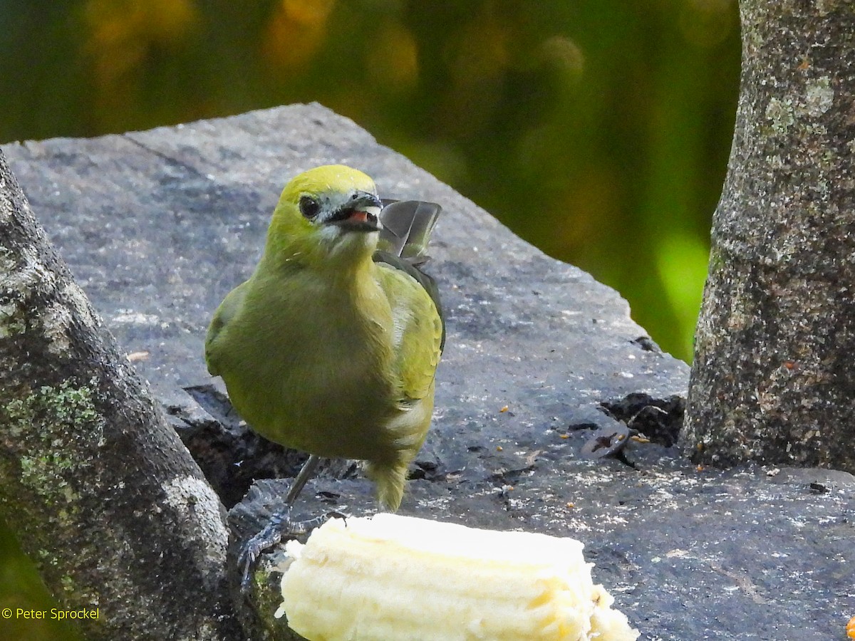 Palm Tanager - ML644628897