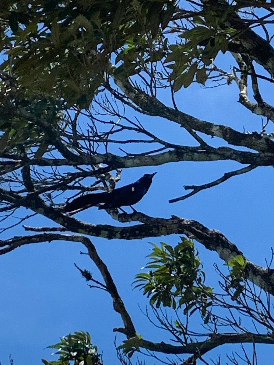 Great-tailed Grackle - ML644628906