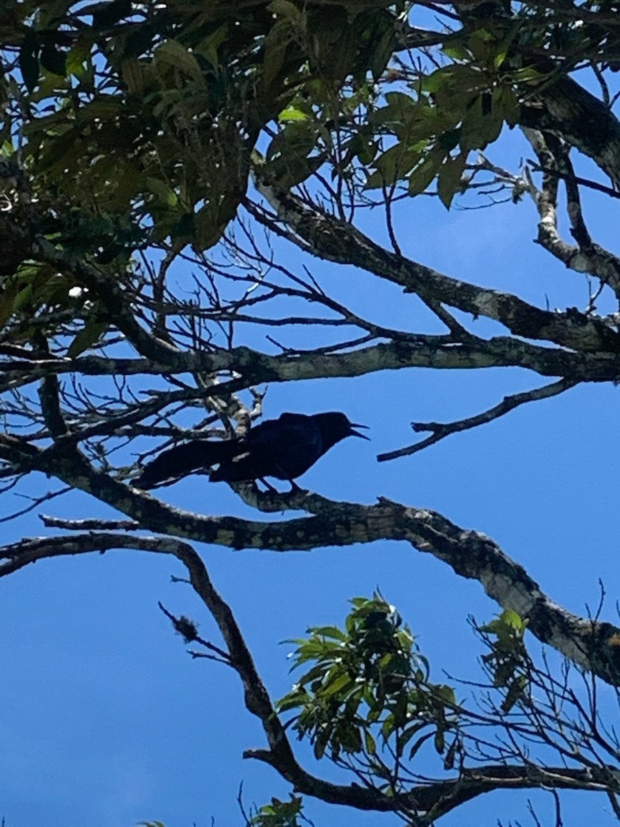Great-tailed Grackle - ML644628908