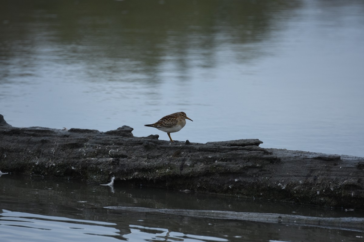 美洲尖尾濱鷸 - ML644628909