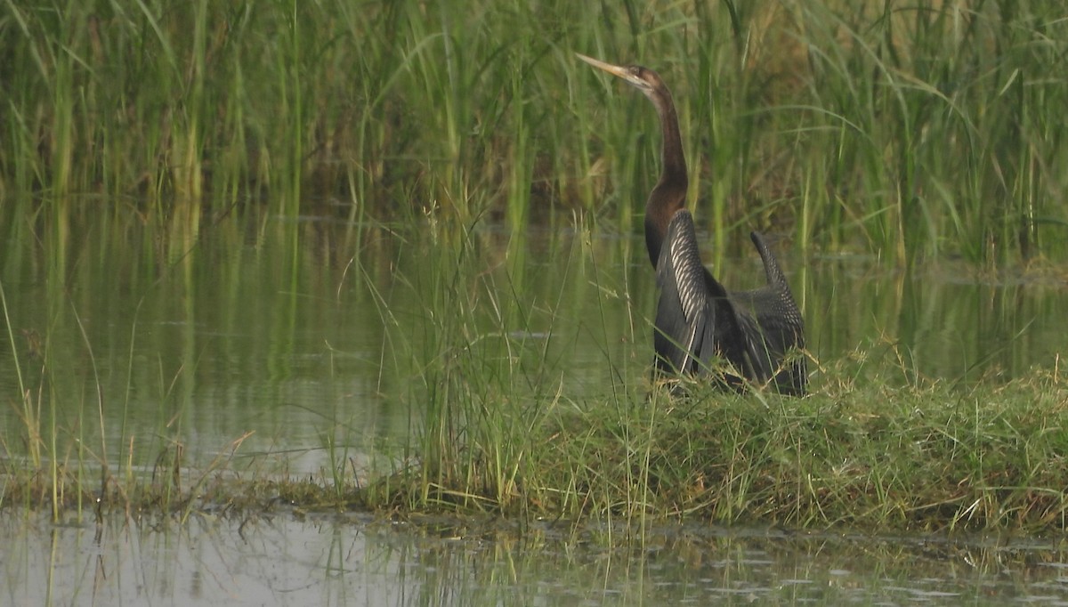 Oriental Darter - ML644628913