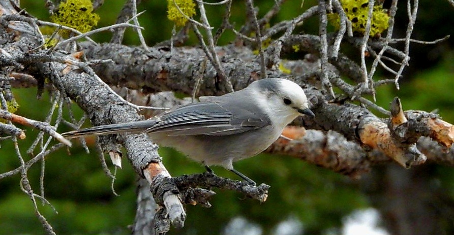 Canada Jay - ML644628915