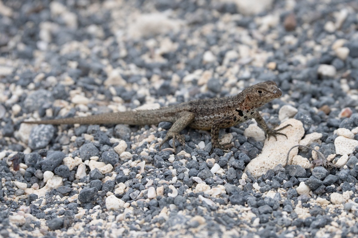Isabela Lava Lizard - ML644628918