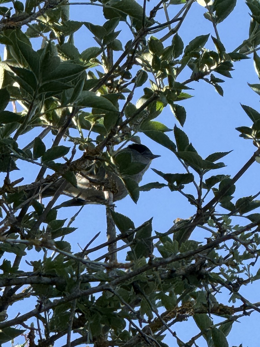 Capinera - ML644628919