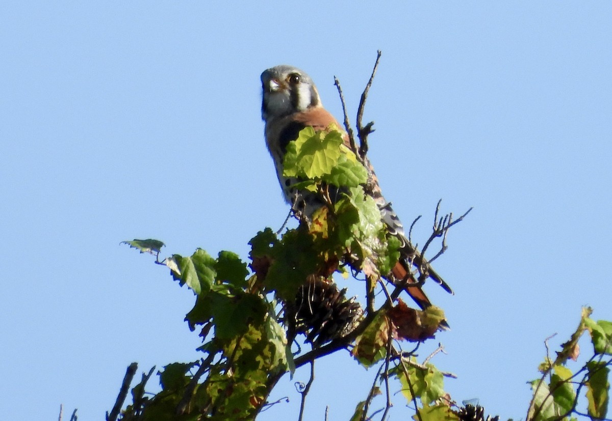 Боривітер американський - ML644628920