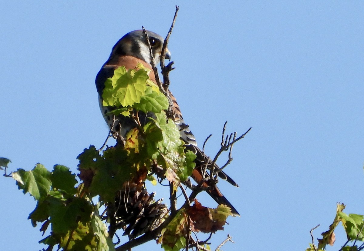 Боривітер американський - ML644628921