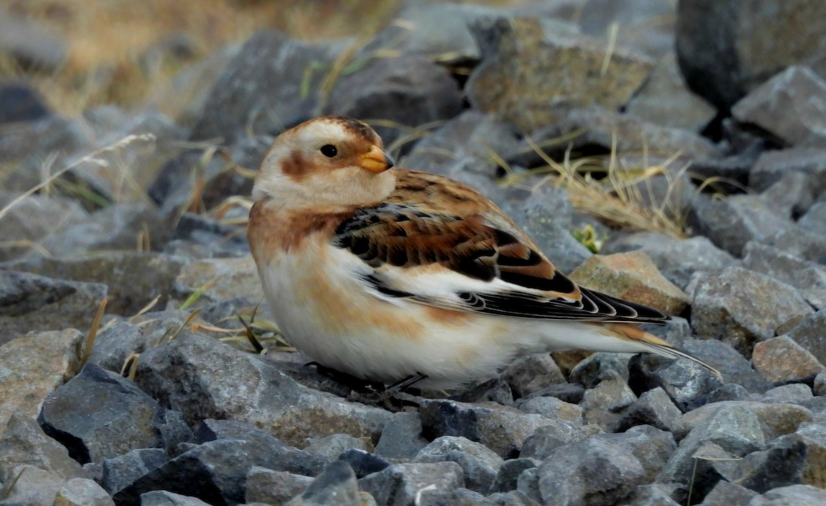 Snow Bunting - ML644628922