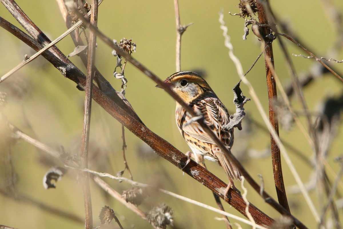 LeConte's Sparrow - ML644628923