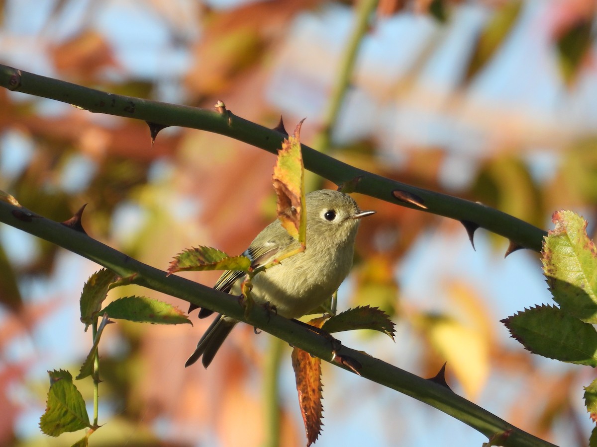 králíček americký - ML644628927