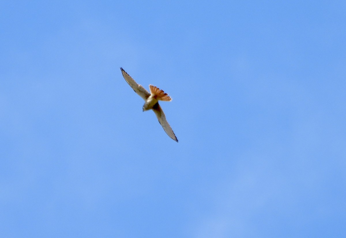 Боривітер американський - ML644628928