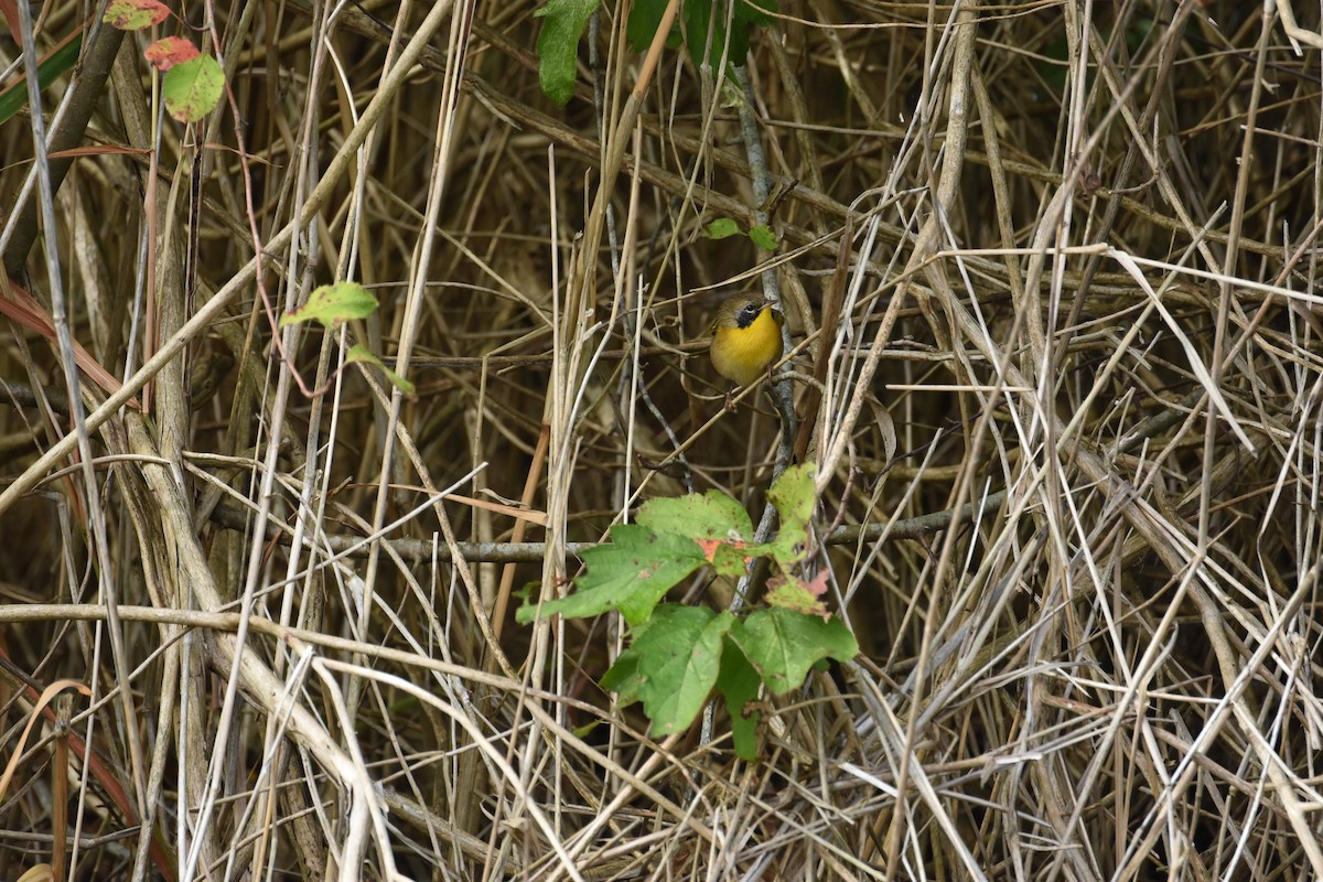 Common Yellowthroat - ML644628937