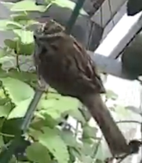 sangspurv - ML644628938