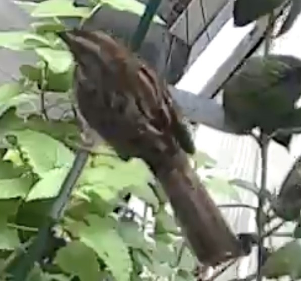 sangspurv - ML644628939