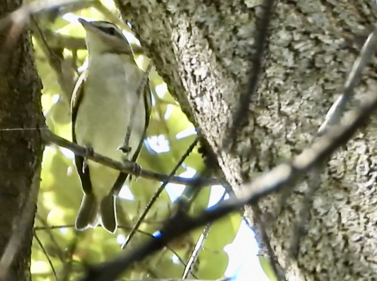 Віреон червоноокий - ML644628943