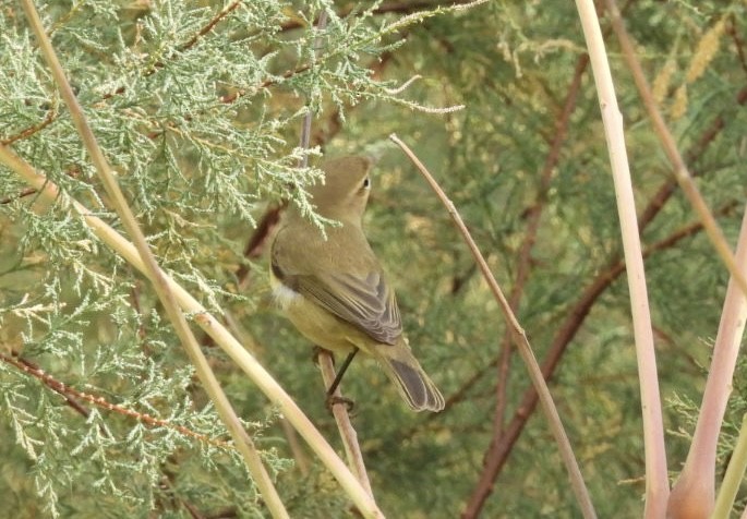 Luì piccolo - ML644628945