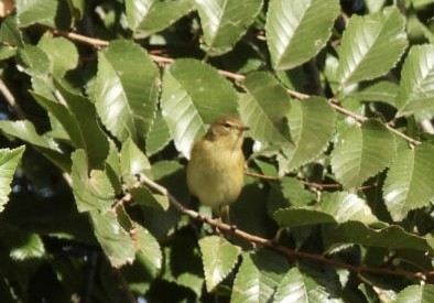 Luì piccolo - ML644628946