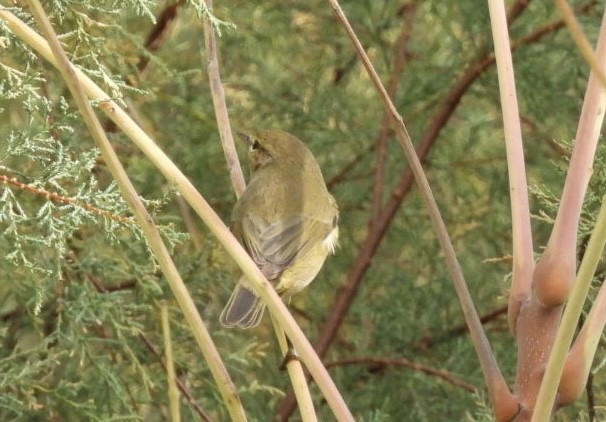 Luì piccolo - ML644628947