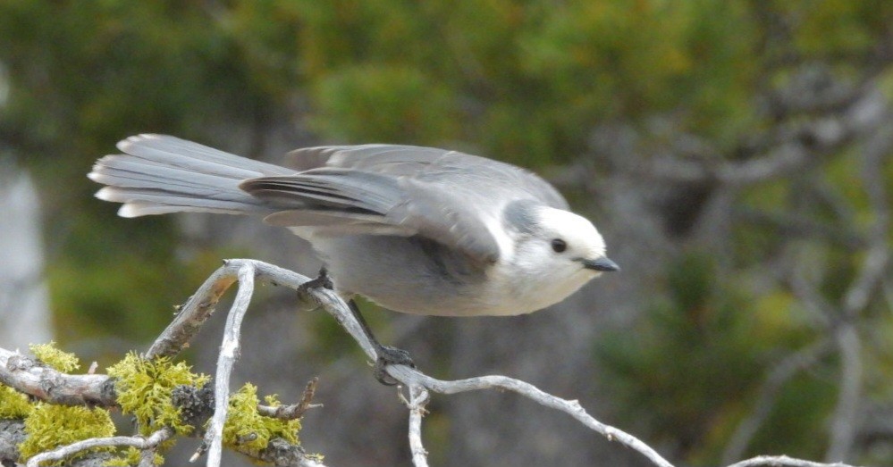 Canada Jay - ML644628952