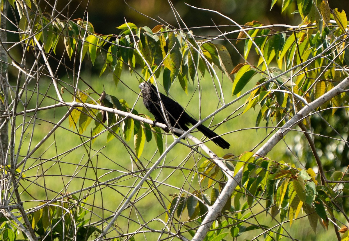 Smooth-billed Ani - ML644628953