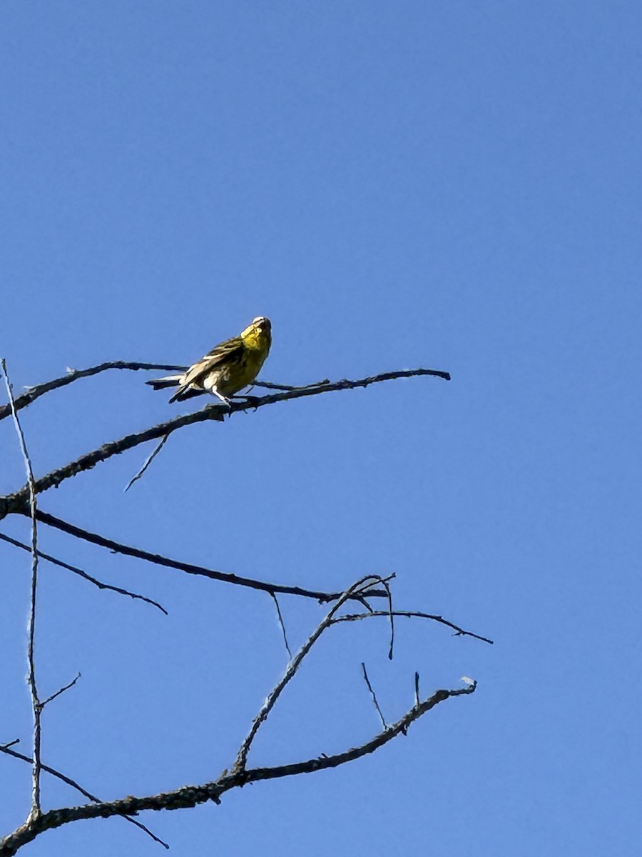 Verzellino - ML644628957