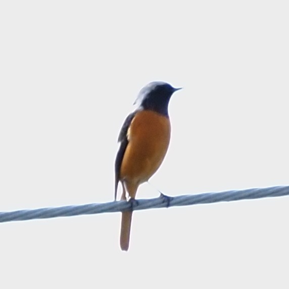 Daurian Redstart - ML644628960
