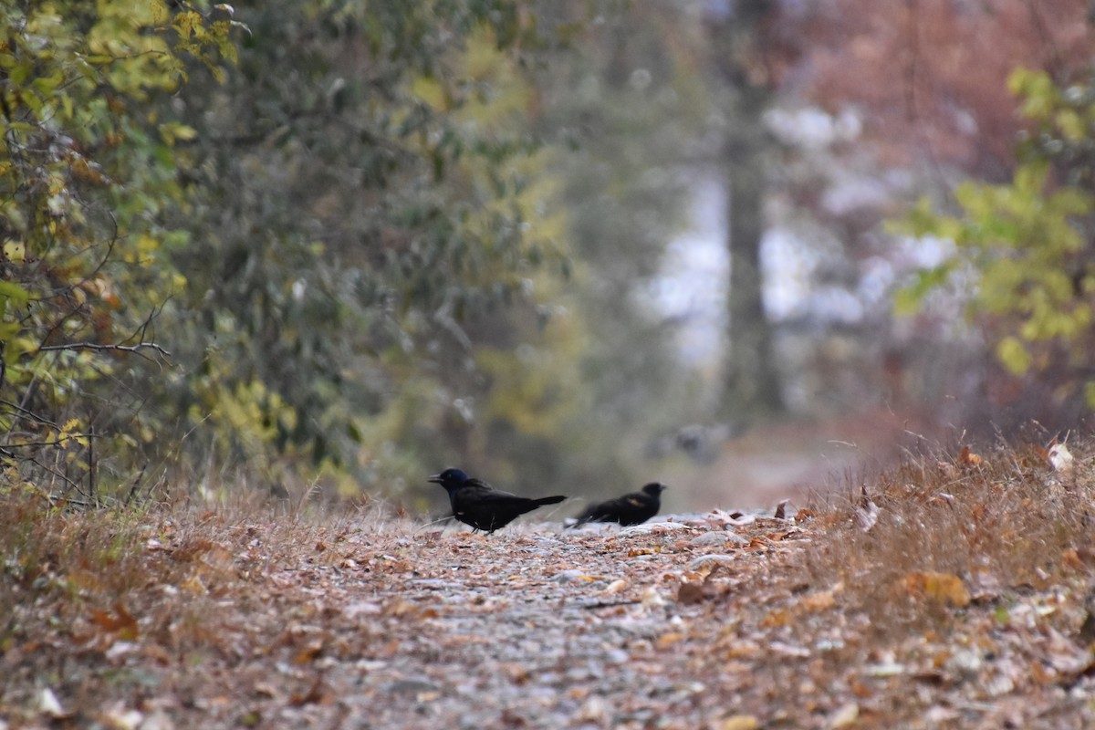 Red-winged Blackbird - ML644628964