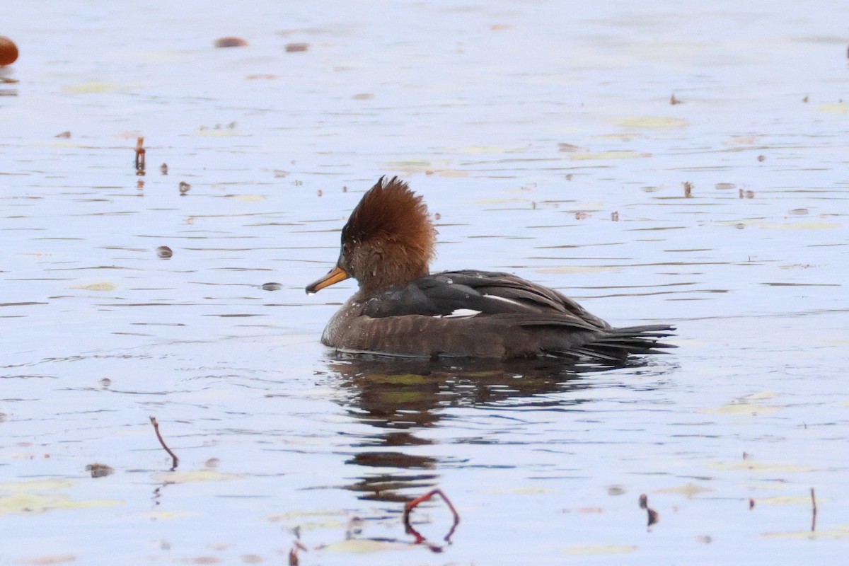 Hooded Merganser - ML644628970