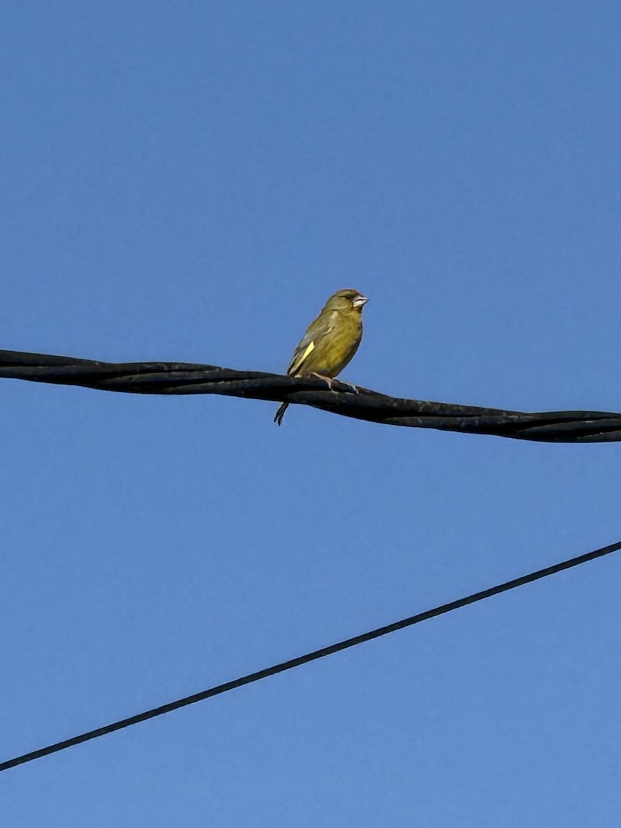 Verdone - ML644628984