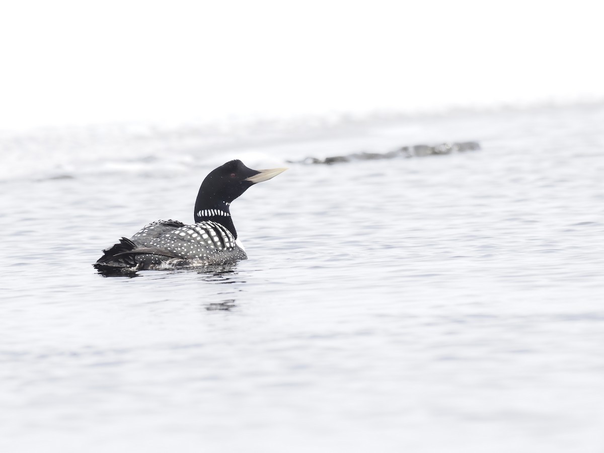 Yellow-billed Loon - ML644628985