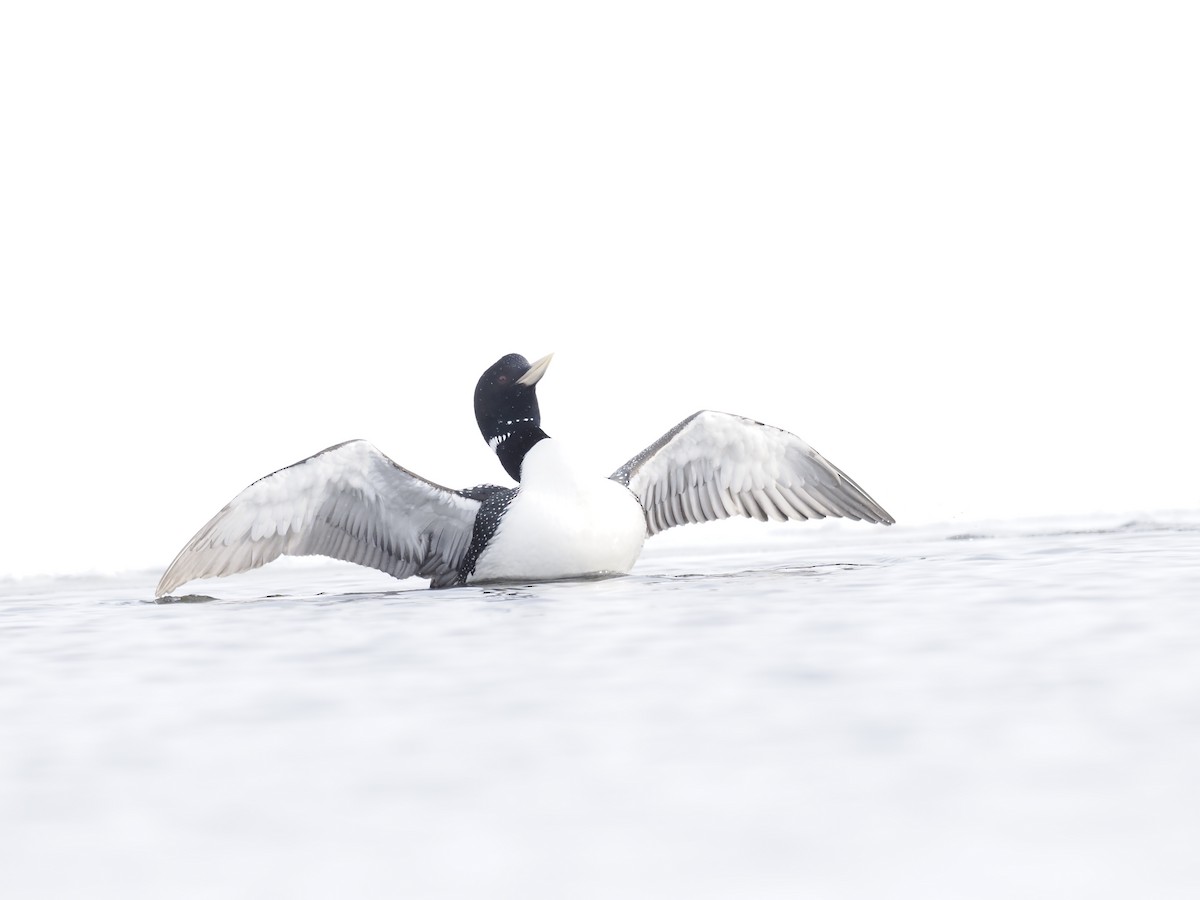 Yellow-billed Loon - ML644628987