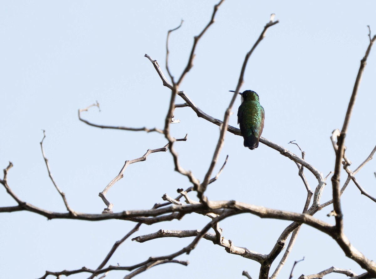 Western Emerald - ML644628988