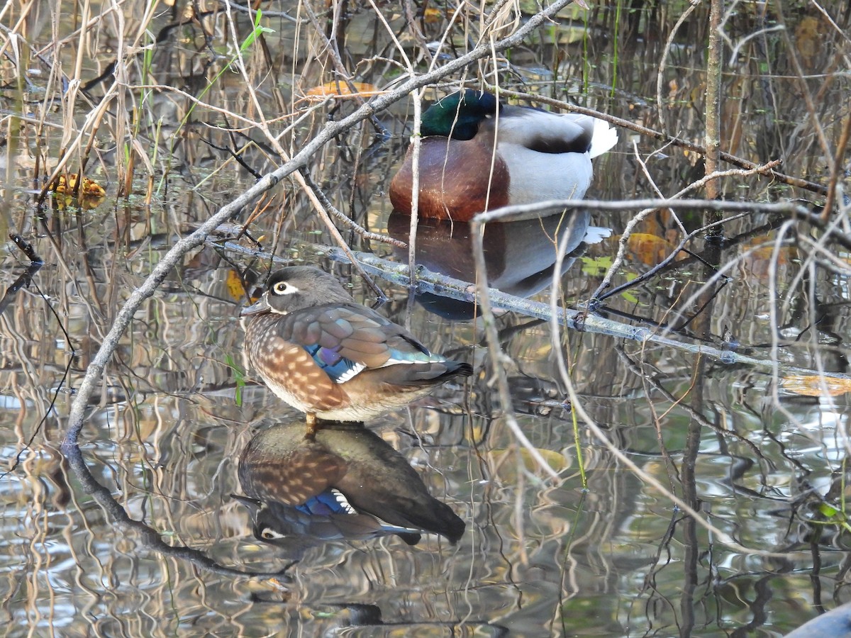 美洲鴛鴦 - ML644628989